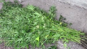 В Кавказском районе полицейские уличили мужчину в  культивировании запрещенных растений
